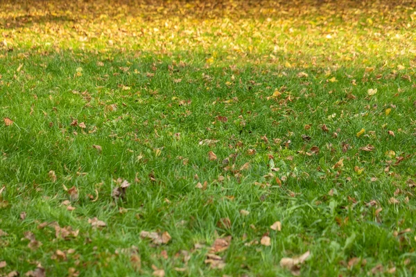 Gula fallna blad på en grön gräsmatta. Hösten arbetar i trädgården. Förberedelser inför vintersäsongen. Gräs bakgrund — Stockfoto