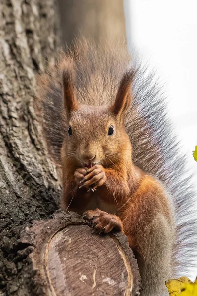 Bos wilde eekhoorn in het wild. Het beest zit op een boom en laadt noten.. — Stockfoto