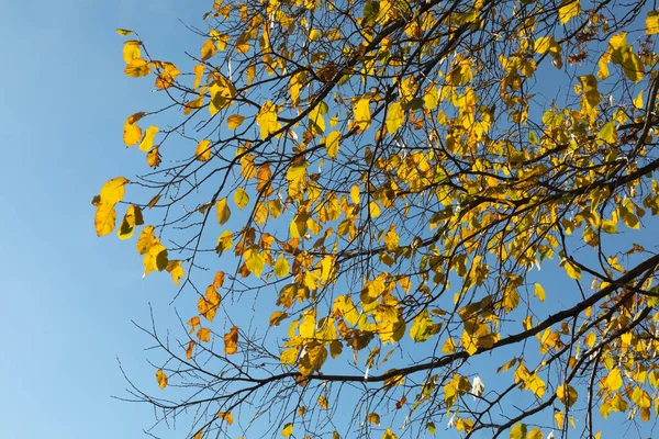 Podzimní strom se žlutými listy proti modré obloze. Část listoví padá dolů. Koncept podzimního období — Stock fotografie