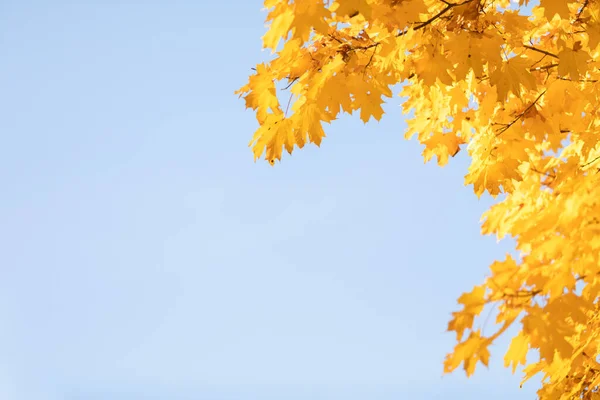 O bordo amarelo deixa vias em uma árvore contra um céu azul. — Fotografia de Stock