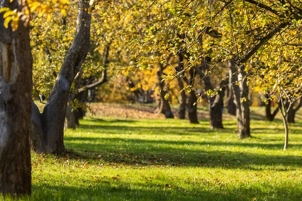 Zahradní areál jablečného sadu v období zlatého podzimu. Žluté listí stromů. Stezky parku — Stock fotografie