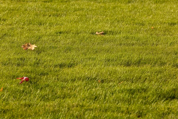 Gräsmatta av högt grönt gräs tidigt på hösten. På den välskötta gräsmattan finns flera gula lönnlöv — Stockfoto