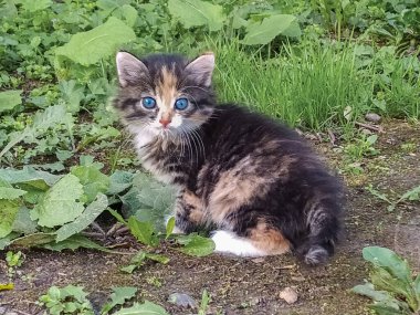 Caddenin dışında mavi gözlü küçük pofuduk kedi yavrusu.