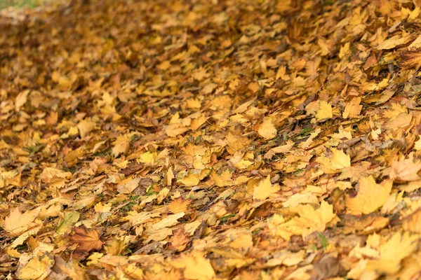 Concept de parc naturel d'automne. Feuilles jaunes tombées sur le sol. Contexte des feuilles sèches tombées. — Photo