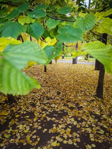 Park rekreační oblasti ve městě na podzim. Žluté listy stromů nad lavicí k odpočinku. — Stock fotografie