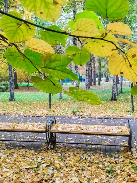 Park rekreační oblasti ve městě na podzim. Žluté listy stromů nad lavicí k odpočinku. — Stock fotografie