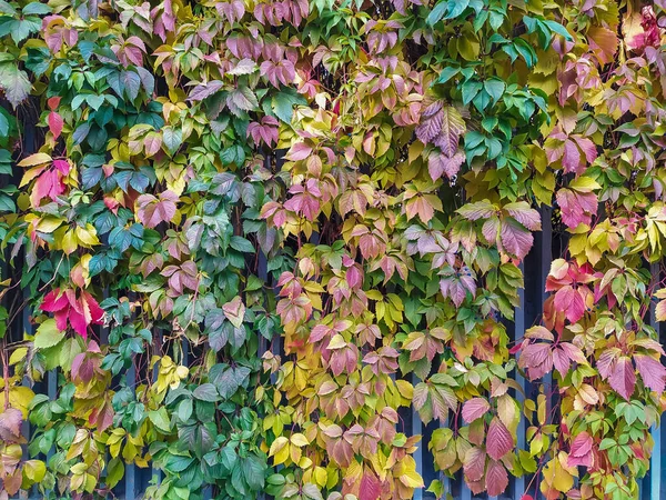 The background of the wall is made of vines of branches of wild grapes. Leaves of autumn shades — Stock Photo, Image