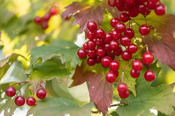 Спелые осенние ягоды красного вибурнума на ветке на фоне зеленых листьев. — стоковое фото