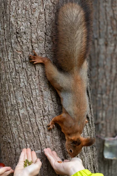 Een boseekhoorn in het park is een boom van een mensenhand. Het dier neemt voedsel uit de palm — Stockfoto