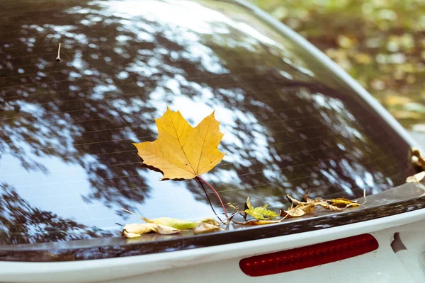 Folha de outono de bordo amarelo no vidro do carro sob o limpador de pára-brisas. O carro está estacionado debaixo das árvores. — Fotografia de Stock