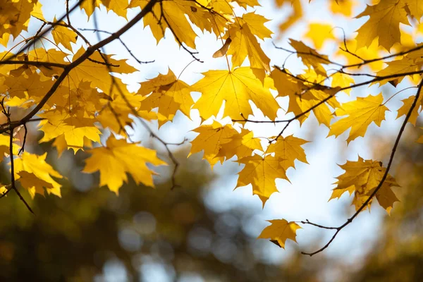 Feuilles d'érable jaunes vias sur un arbre contre un ciel bleu. — Photo