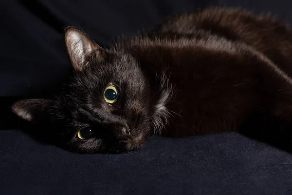 黒い背景に緑の目をした黒い背の高い猫の大きな肖像画がリラックスした。スタジオフレーム — ストック写真