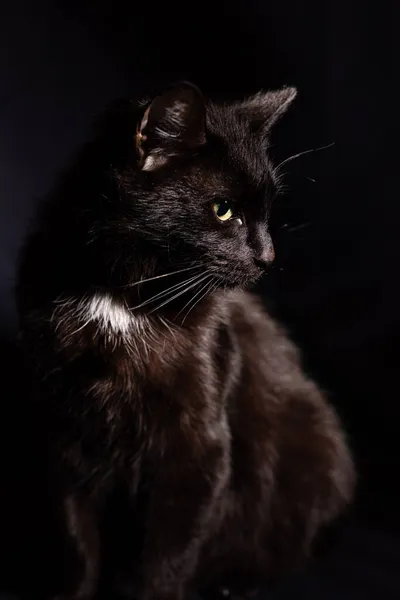 Eine schwarze Katze mit kurzen Haaren sitzt in brutaler Pose vor schwarzem Hintergrund. Studioporträt in leiser Tonlage — Stockfoto