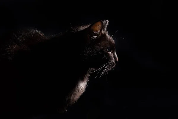 A large portrait of a domestic black cat on a black background. The animal lies — Stock Photo, Image