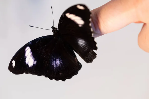 손가락에 앉아 있는 하얀 배경에 열 대 나비 히포 림나 가 있다. 비문 이 있는 곳 — 스톡 사진