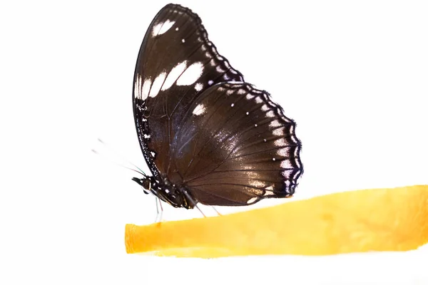 Papillon tropical Hypolimnas bolina boit du nectar et du jus d'orange. Blanc isolé — Photo