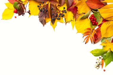 İzole edilmiş beyaz bir arka planda sonbahar yapraklarının arka planı. Metin ve metin boşluğu için yer