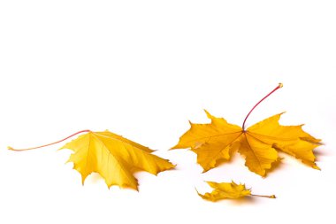 Sarı sonbahar akçaağaç yaprakları beyaz arkaplanda. Yan görüş. İzole tasarım ögeleri