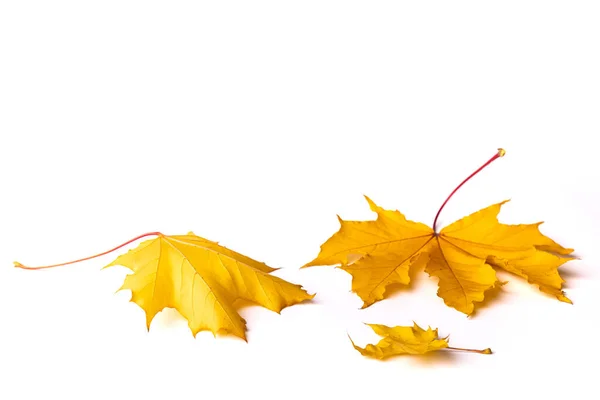 Yellow autumn maple leaves on a white background. Side view. Isolated design elements — Stock Photo, Image