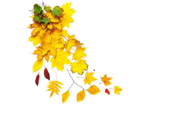 A lot of yellow autumn leaves of different tree species on a white background. isolated, place for text. — Stock Photo, Image