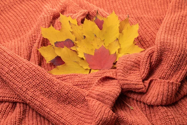 Ensemble d'automne. Pull chaud et confortable de couleur rouge juteux et feuilles d'érable d'automne. bouquet de feuillage d'automne — Photo