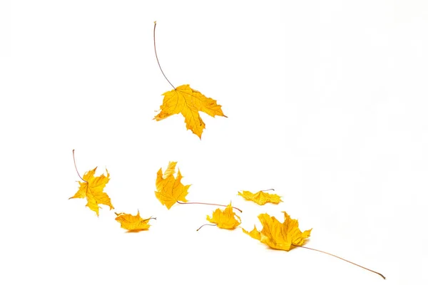 別の角度で黄色の乾燥したカエデの葉の彫刻領域。秋の紅葉シーズン. — ストック写真