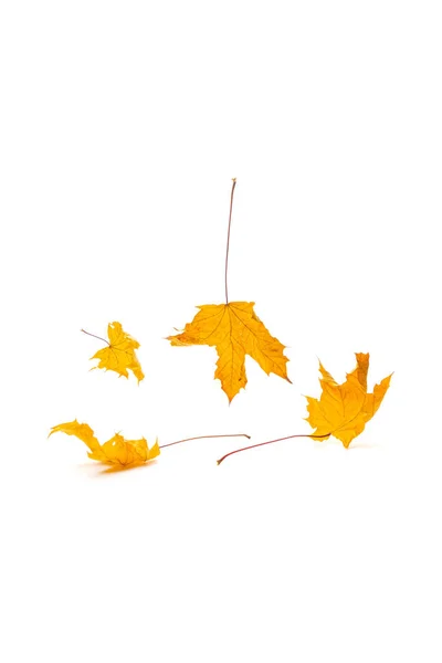 別の角度で黄色の乾燥したカエデの葉の彫刻領域。秋の紅葉シーズン. — ストック写真