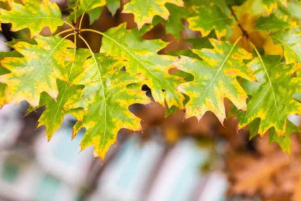 O carvalho do outono parte em uma árvore no parque. Folheado amarelado da estação de outono. Decorações — Fotografia de Stock