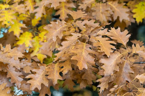 O carvalho do outono parte em uma árvore no parque. Folheado amarelado da estação de outono. Decorações — Fotografia de Stock