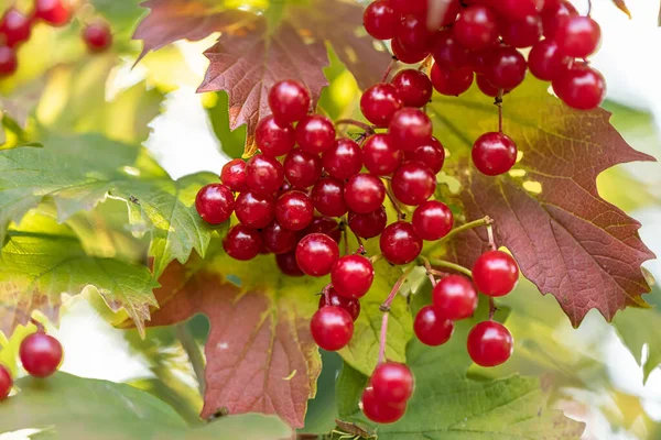 Спелые осенние ягоды красного вибурнума на ветке на фоне зеленых листьев. — стоковое фото