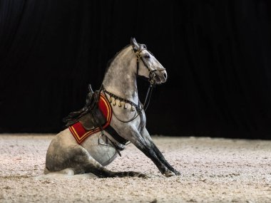 Yerde beyaz bir at oturuyor. Eyerin altında Lipizzaner ve bir Frenulum. Yan görüş. At numaraları..