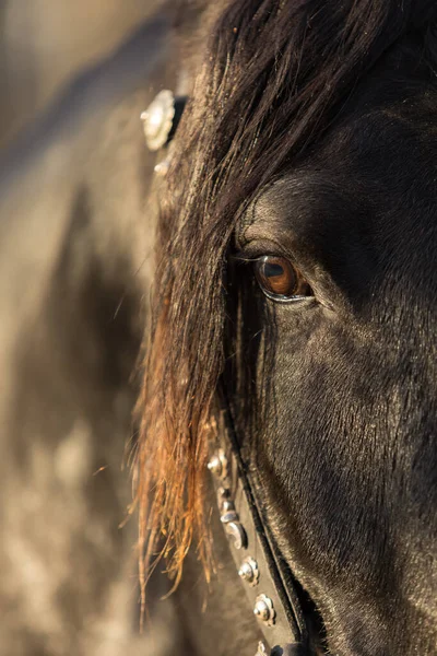 Retrato de un hermoso semental negro Karachay bajo el sol brillante. Cabellera larga y brida de arnés nacional en el caballo —  Fotos de Stock