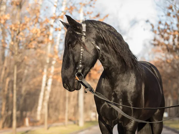 Retrato de un semental de Karachay en el bosque de otoño. Caballo adulto negro con melena larga —  Fotos de Stock