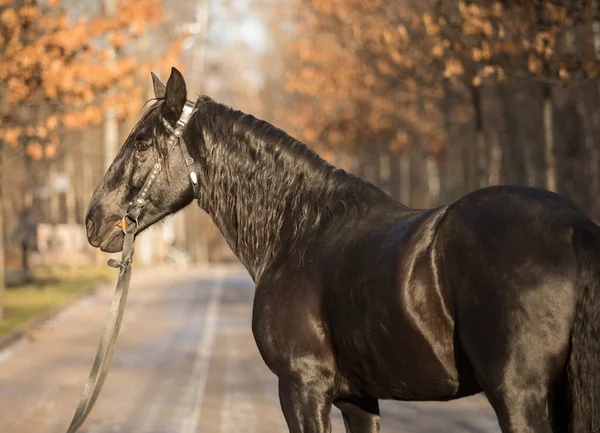 Sonbahar ormanında bir Karachay aygırının portresi. Uzun yeleli siyah bir at. — Stok fotoğraf