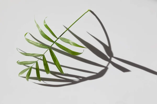 La hoja de la palmera de habitación sobre blanco. La sombra de la planta es rígida. Modo de mezcla de fotos — Foto de Stock