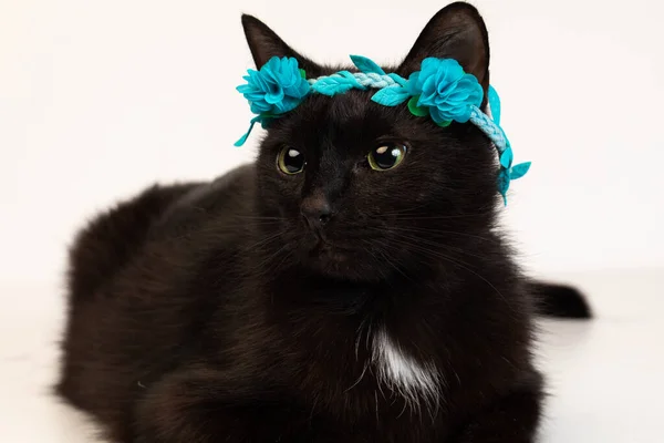 ヘッドバンドの縁を持つ黒の国産猫。花の装飾。そのペットは白い背景に静かに横たわっている。. — ストック写真