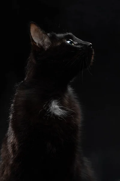 Hermoso gato negro sobre un fondo negro. Retrato de estudio — Foto de Stock