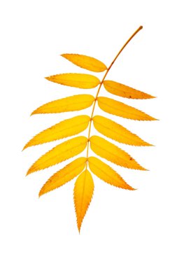 Sonbaharda kızıl dağ külünün tek yaprağı. İzole edilmiş beyaz arka plan. Bitki.