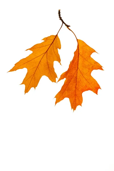 小枝の上に2枚の赤いオークの葉。秋のセット、ハーバリウム — ストック写真