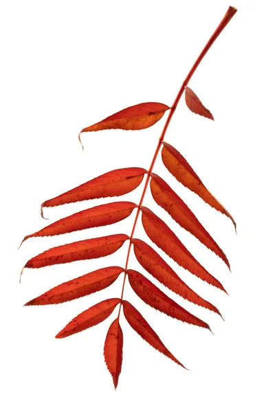 Hoja única de ceniza roja de montaña en otoño. Fondo blanco aislado. Herbario. — Foto de Stock