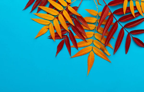 Concepto de otoño de diferentes colores de hojas de fresno rojo de montaña. Rojo y amarillo sobre fondo azul. Lugar para el texto — Foto de Stock