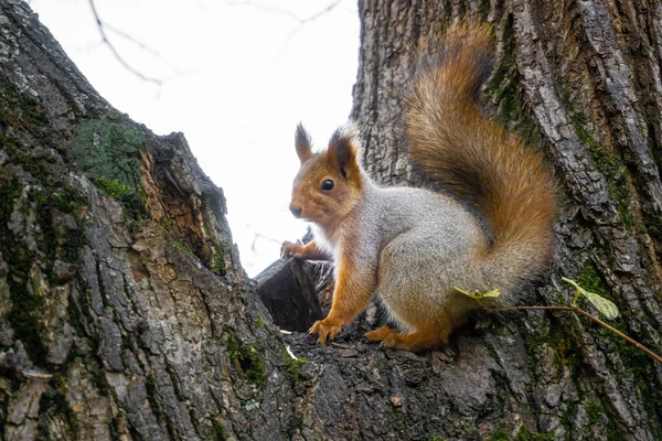 Een bos wilde eekhoorn zit op een boom in de buurt van een holle. Het dier maakt in de herfstperiode voedselreserves aan. — Stockfoto