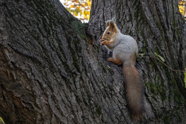 Een wilde eekhoorn in het bos zit aan een boom en knaagt aan noten. Het dier verandert van vacht in wintergrijs. — Stockfoto