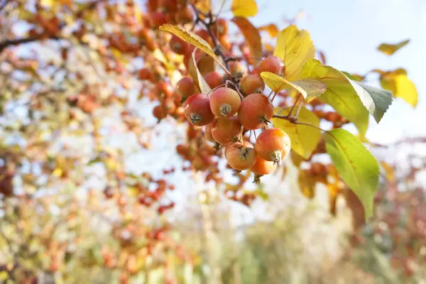Ветви с дикими яблочными фруктами. Богато украшенные красивые яблони против голубого неба — стоковое фото