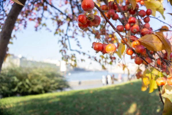 Парк осенью. Вид на зону отдыха с озером. Ветка с спелыми яблоками — стоковое фото