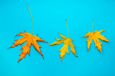 Sonbaharın üç sıra akçaağaç yaprağı. Sararmış yaprakların farklı tonlarında. Mavi kağıt arkaplan