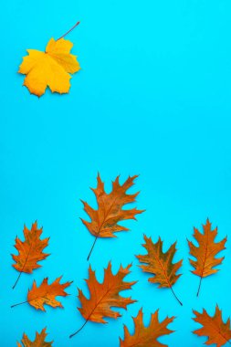 Sonbahar yaprak düşüşü kavramı. Düşmüş kırmızı akçaağaç yaprakları ve sarı akçaağaç yaprağı mavi arka planda güneş yerine.