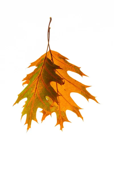 白い孤立した背景に、秋のオークの葉のカップル. — ストック写真