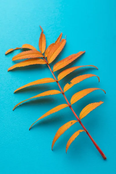Hoja caída de otoño de ceniza roja amarilla sobre un fondo de papel azul. De cerca. — Foto de Stock