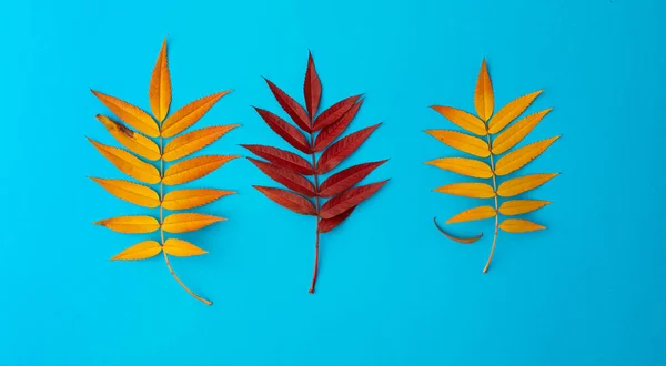 Conjunto de tres hojas caídas de otoño de ceniza roja de montaña de color amarillo y rojo del concepto de otoño. Las hojas se encuentran en una fila — Foto de Stock
